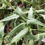 Cirsium heterophyllum Leaf