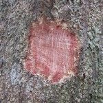 Gongrodiscus sufferrugineus 樹皮