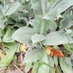 Silene coronaria Blad