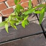 Persicaria odorata Blad