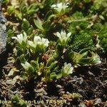 Cerastium pedunculatum Yeri