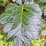 Acanthus mollisBlad