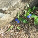 Commelina ensifolia 整株植物