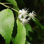 Symplocos myrtaceaKvět