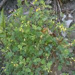 Corydalis flavula Habit