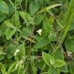 Ceratocapnos claviculata Flor