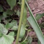 Erodium malacoides Escorça