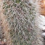 Echinocereus sciurus List