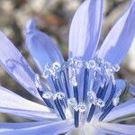 Cichorium intybus Blomma