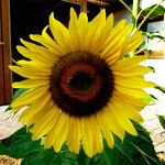 Helianthus annuus Blomst