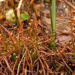 Drosera filiformis Συνήθη χαρακτηριστικά