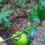 Diospyros tetrandra Meyve