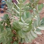 Calotropis procera叶