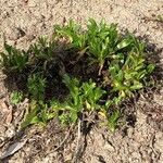 Eryngium amethystinum Blatt