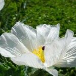 Argemone albiflora പുഷ്പം