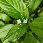 Gonzalagunia hirsuta Flower