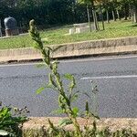 Amaranthus hybridus Habit