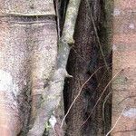 Ficus costaricana Bark