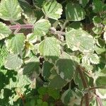 Plectranthus forsteri Blad