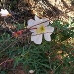 Eulobus californicus Flower