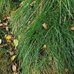 Festuca rubra 整株植物