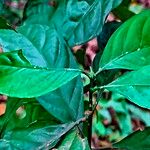 Chassalia curviflora Leaf