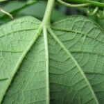 Passiflora costaricensis Yaprak