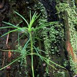 Plantago sempervirens Leaf