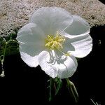 Oenothera albicaulis 花