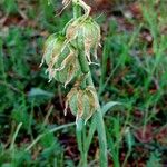 Ornithogalum nutans Плод