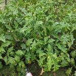 Solanum macrocarpon Leaf