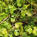 Cochlearia danica Leaf