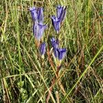 Gentiana pneumonanthe Alkat (teljes növény)