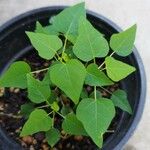 Jatropha curcas Blatt