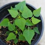 Jatropha curcas Blad