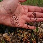 Catapodium rigidum Flor