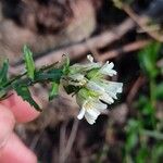 Pseudoturritis turrita Λουλούδι
