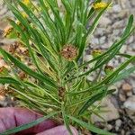 Euryops arabicus Blad