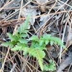 Asplenium adiantum-nigrum Blad