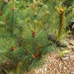 Pinus pumila Hoja