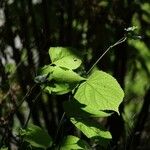 Tilia americana Leaf