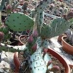 Opuntia macrocentra List