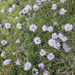 Globularia cordifolia Kvet