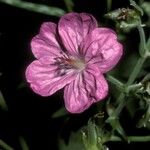 Geranium viscosissimum Blomst