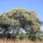Marquesia macroura Hábito