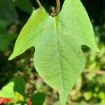 Ipomoea rubriflora برگ