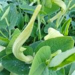 Aristolochia fontanesii Floare