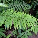 Dryopteris sieboldii Other