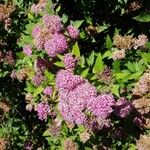 Spiraea japonicaFlower