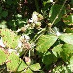 Rubus winteri Bloem